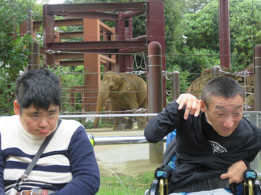 アジアゾウの前で